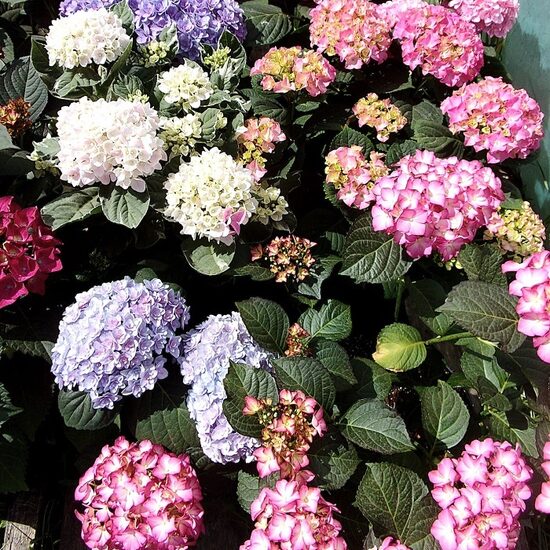 Hydrangea