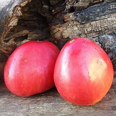 Baba Taņa (Баба Таня)