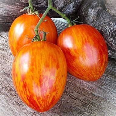 Bicolor, striped