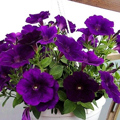 Flower seedlings