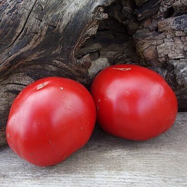 Red tomatoes