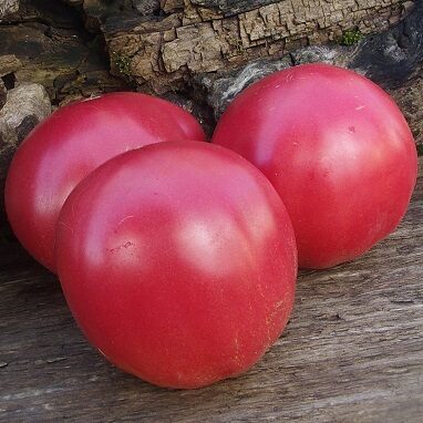 Duņa no Kubaņas (Дуня с Кубани)