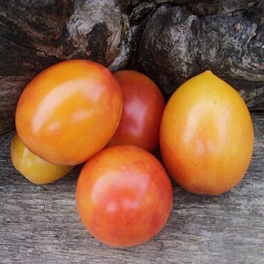 Gapočka (Гапочка)