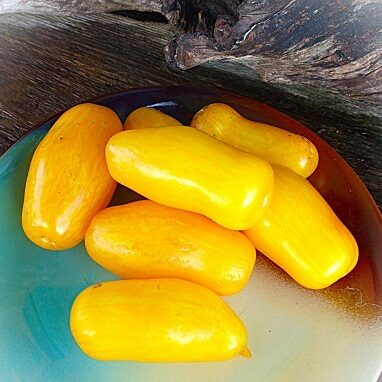 Yellow, orange tomatoes