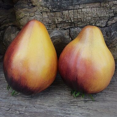 Dzintara seržants (Янтарный сержант)