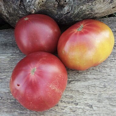 Kļavu sirds (Кленовое сердце)