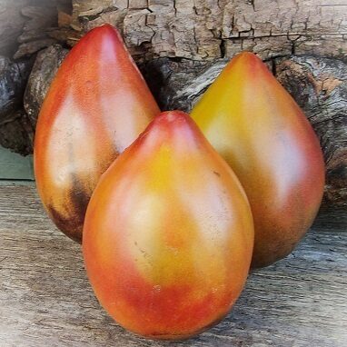 Sofia's Saakovas Varieties 