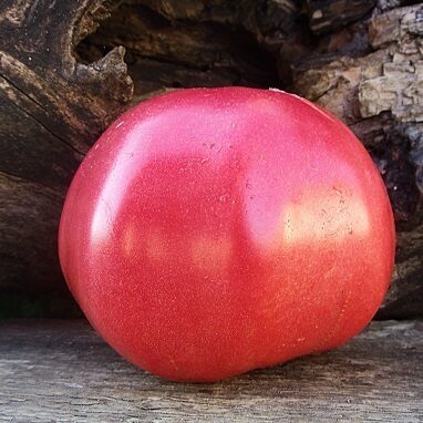 Nadjušas rozā (Надюшин розовый)