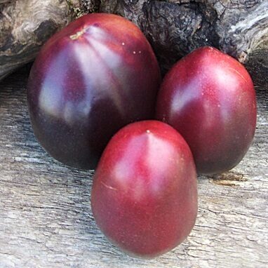 Ugunīga Katja (Огненная Катя)