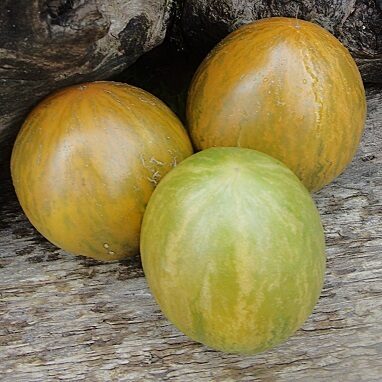 Okera simfonija (Охровая симфония)