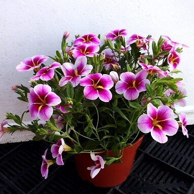 Калибрахоа «RAVE PINK BARBADOS»