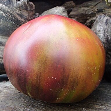 Раскрашенный поросёнок(Розфарбоване Порося)