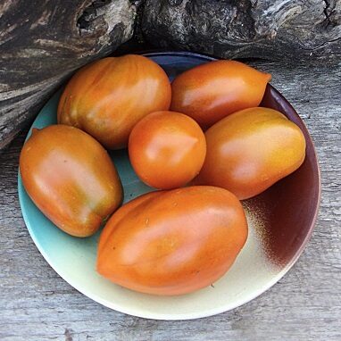 Riekstu plūme (Ореховая слива)