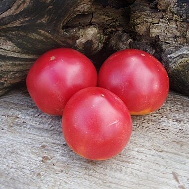 Sizraņas agrais (Сызранская скороспелка)