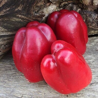 Слонопотам