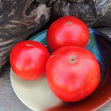 Vecticībnieku tomāts (Томат староверов)