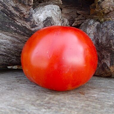 Red tomatoes