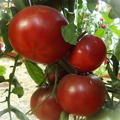 Black & Purple tomatoes