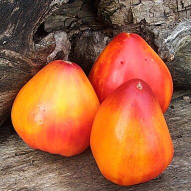 Ukraine's Golden Dreem (Золота Мрія України)