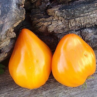 Yellow, orange tomatoes