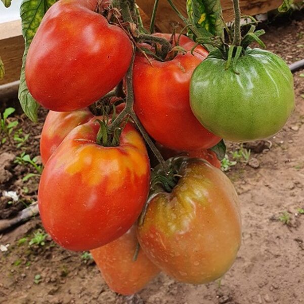 Berezanas sirds
