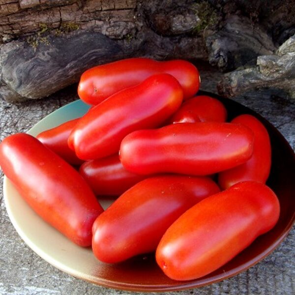 Čerevički (Черевички)