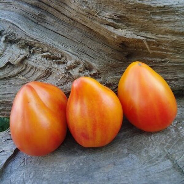 Двухцветные и полосатые томаты