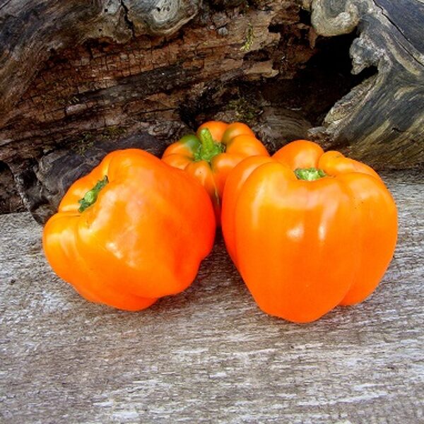 Izraēlas oranžais (Israeli orange)