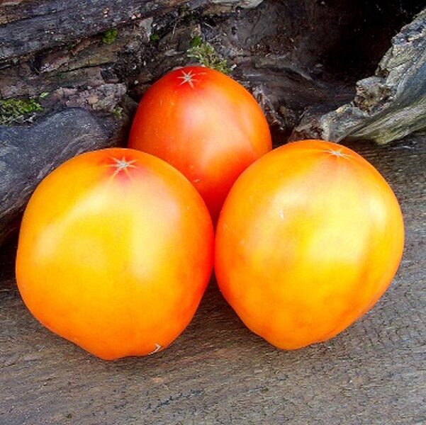 Medus cekulis (Медовый гребень)