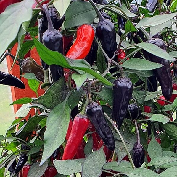 Hot pepper Pretty in Purple long 