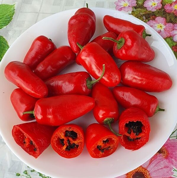 Hot pepper Rocoto Peron Red