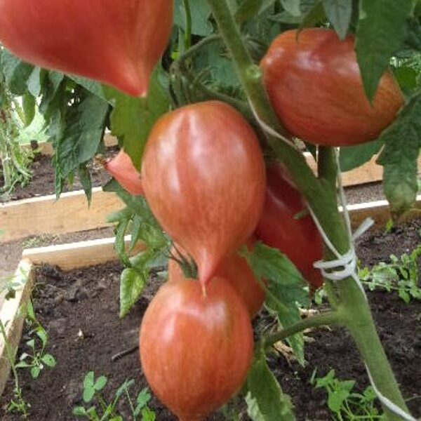 Sarkanā pūķa sirds