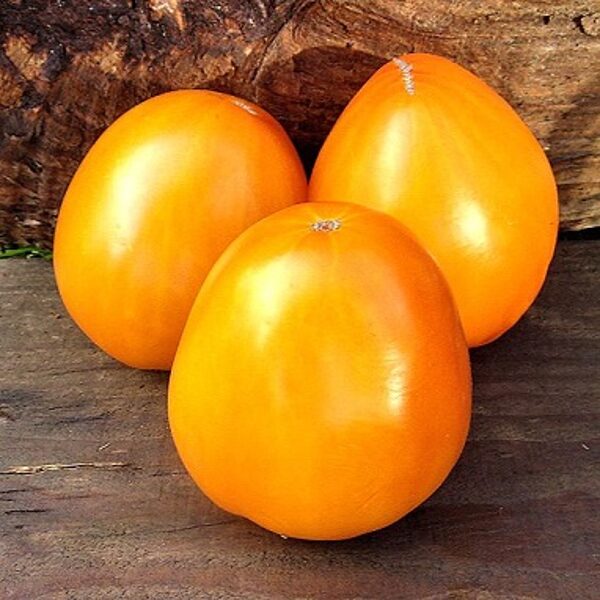 Vecmāmiņas mantojums. Zelta sirds