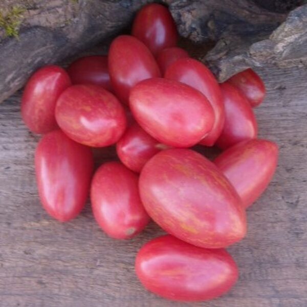 Veselka (Веселка)