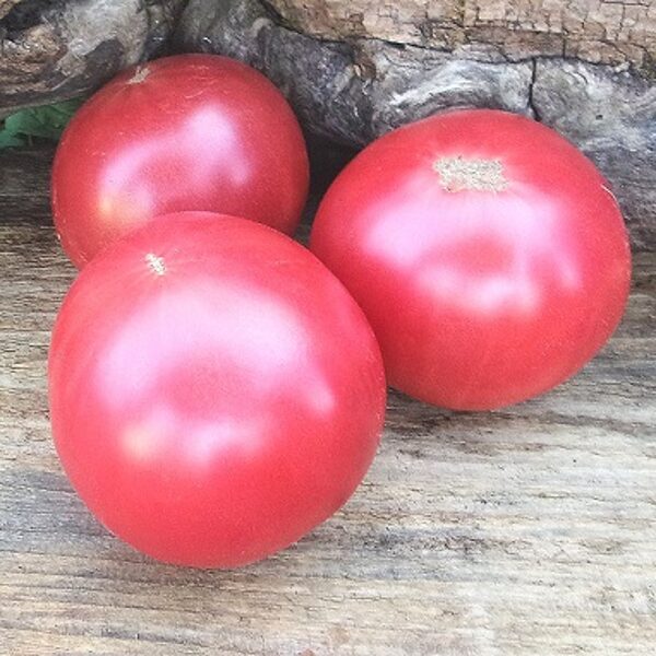 Vectēvs Griša (Дедушка Гриша)